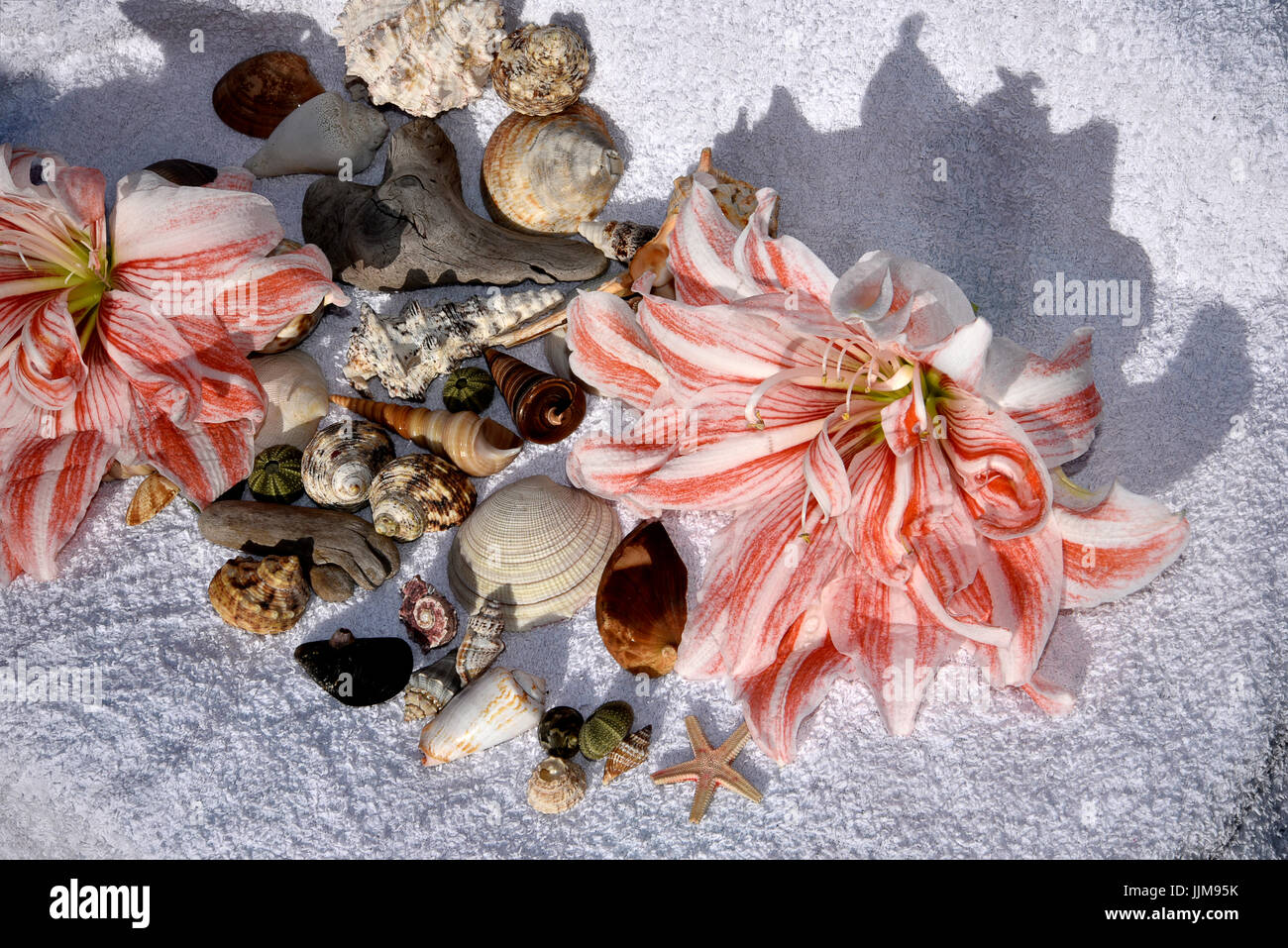 Still Life with Amaryllis flower, shells and beach towel evoking holiday on tropical islands Stock Photo