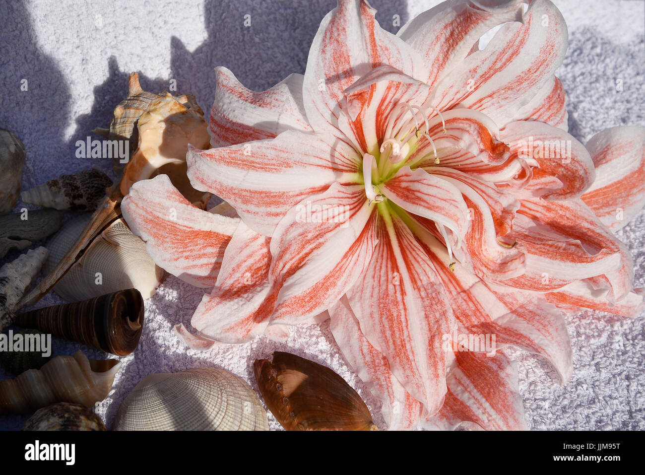 Still Life with Amaryllis flower, shells and beach towel evoking holiday on tropical islands Stock Photo
