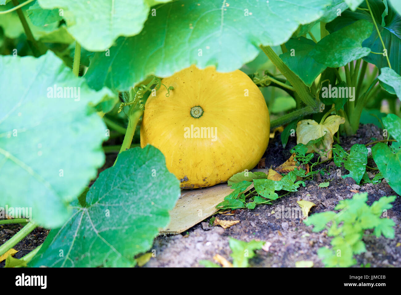 Yellow gourd grows in the garden Stock Photo Alamy