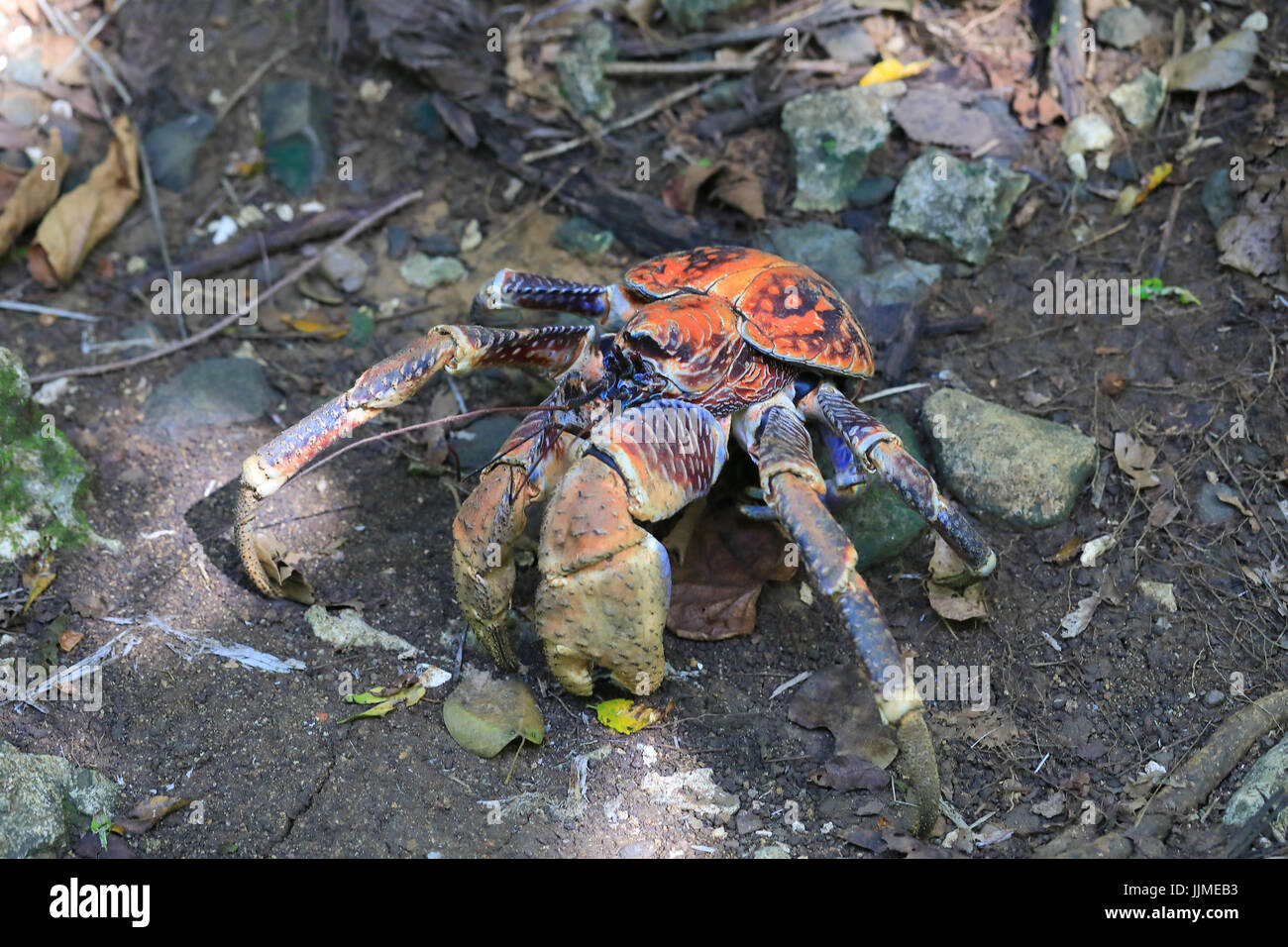 A single robber crab, or coconut crab, on Christmas Island an