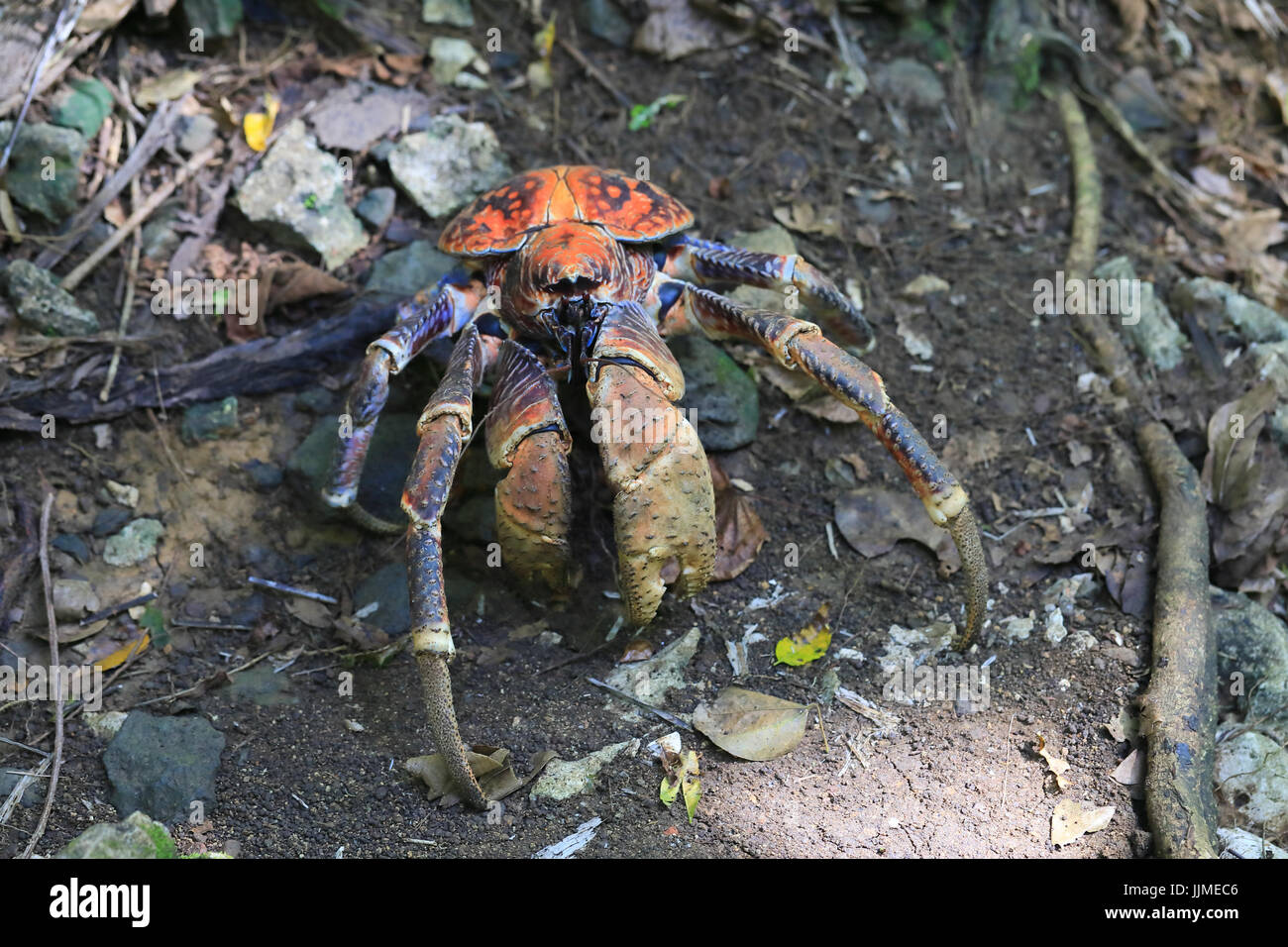 A single robber crab, or coconut crab, on Christmas Island an