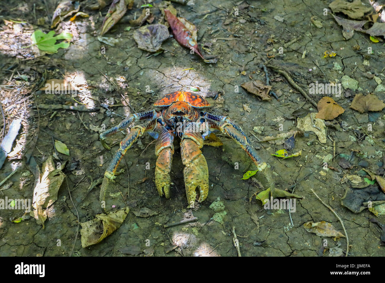 A single robber crab, or coconut crab, on Christmas Island an