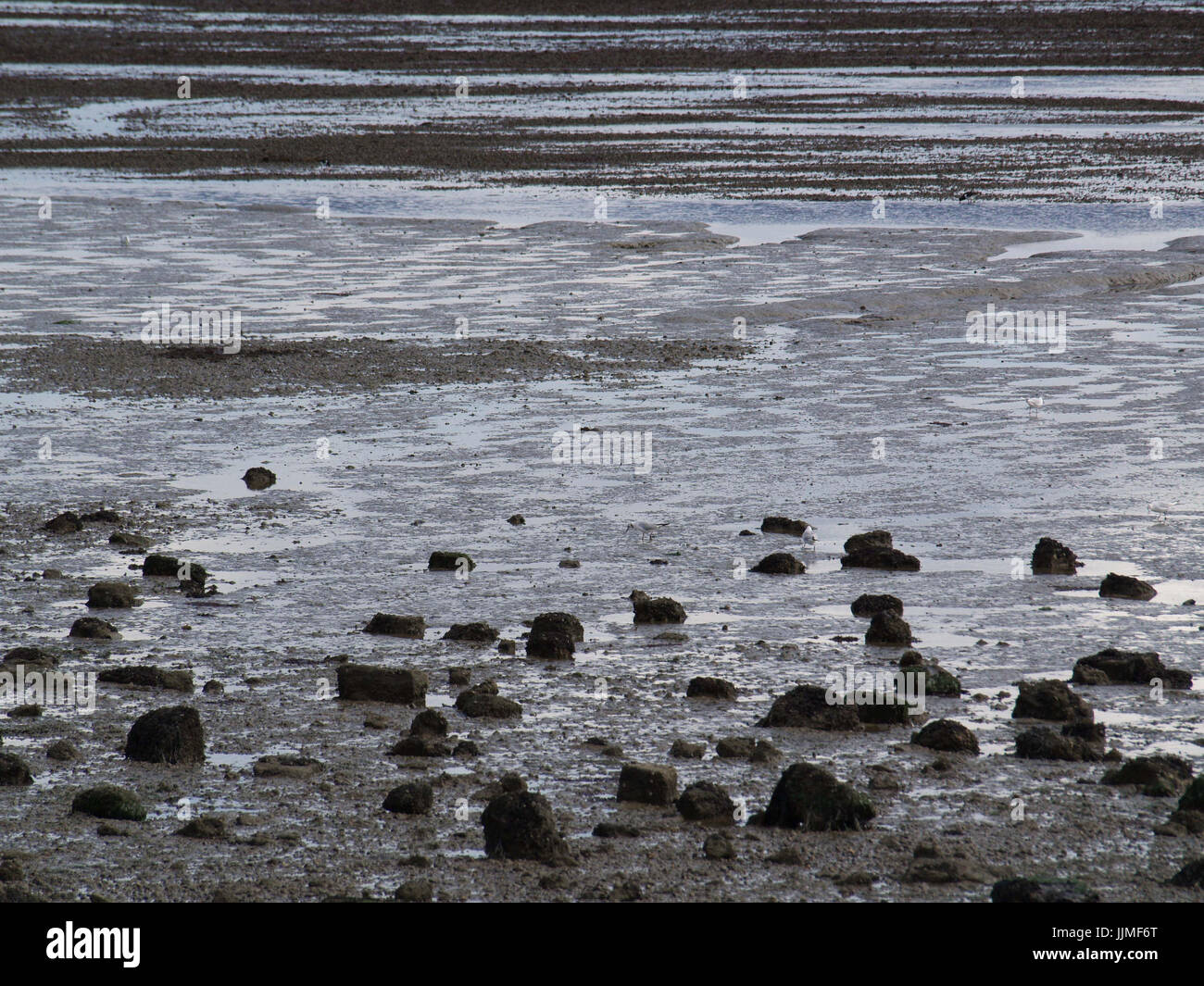 Weston Shore at low tide Stock Photo