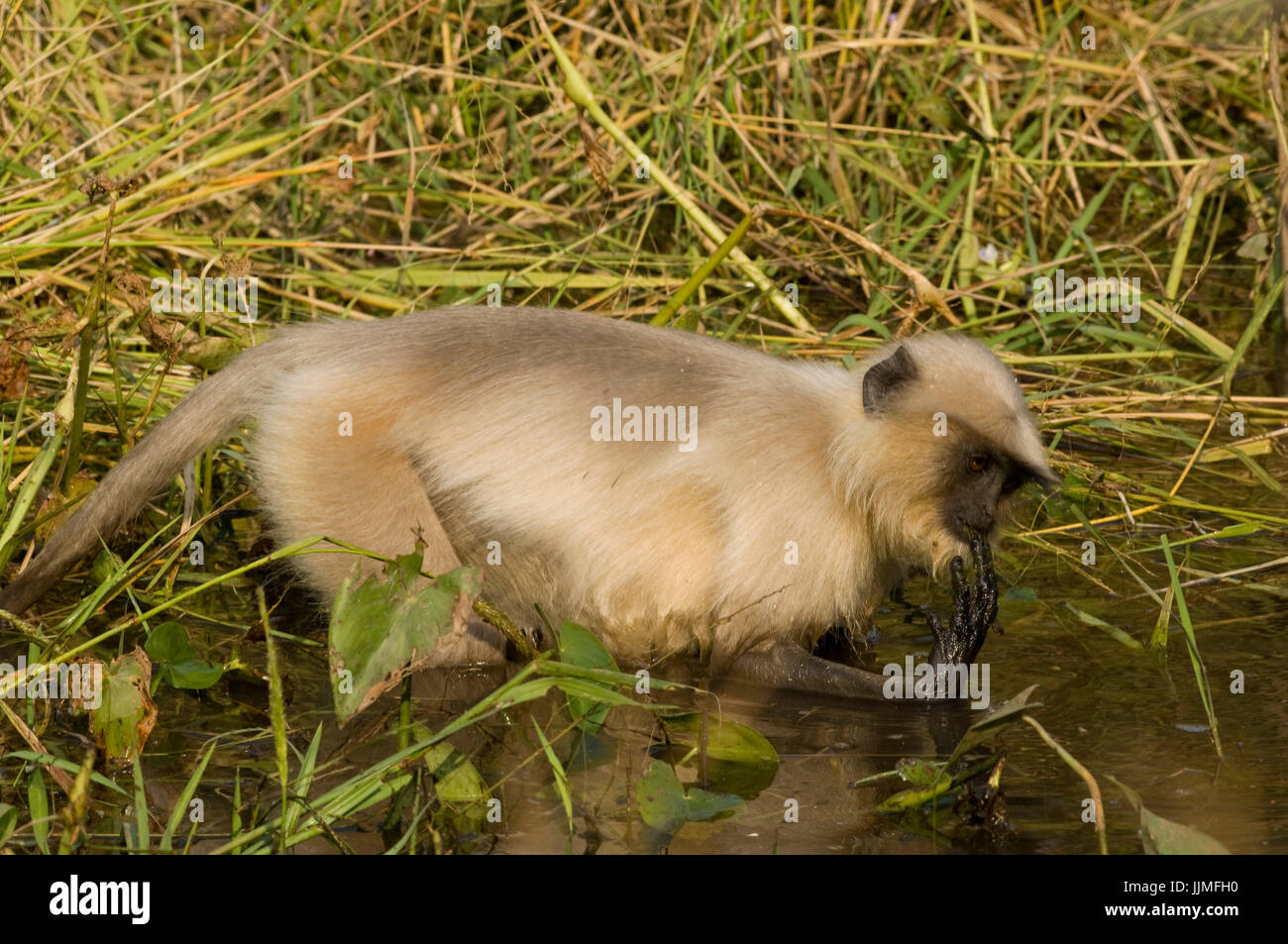 Common Langur eating water weeds in the pool. Stock Photo