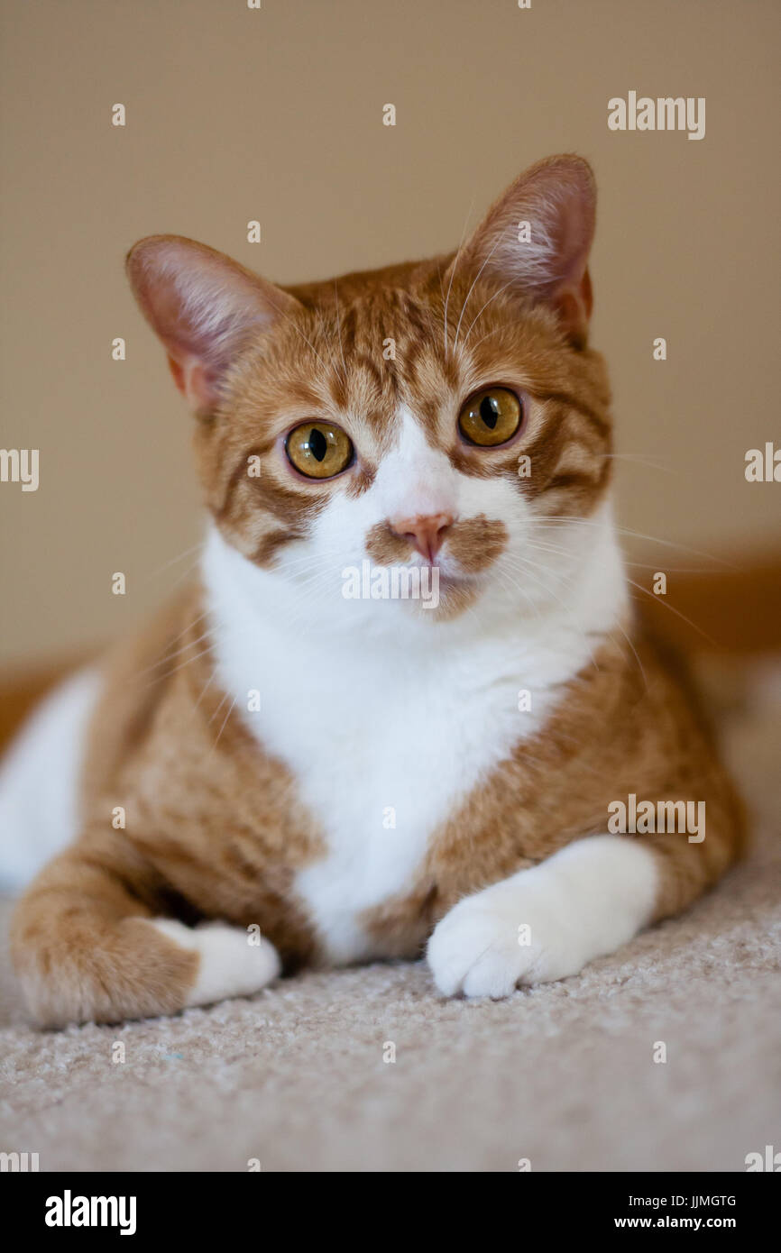 Orange cat looking at camera Stock Photo Alamy