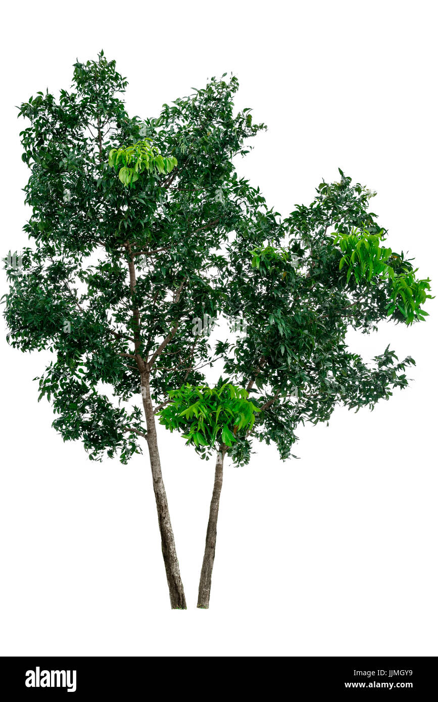 Green tree isolated on white background Stock Photo - Alamy