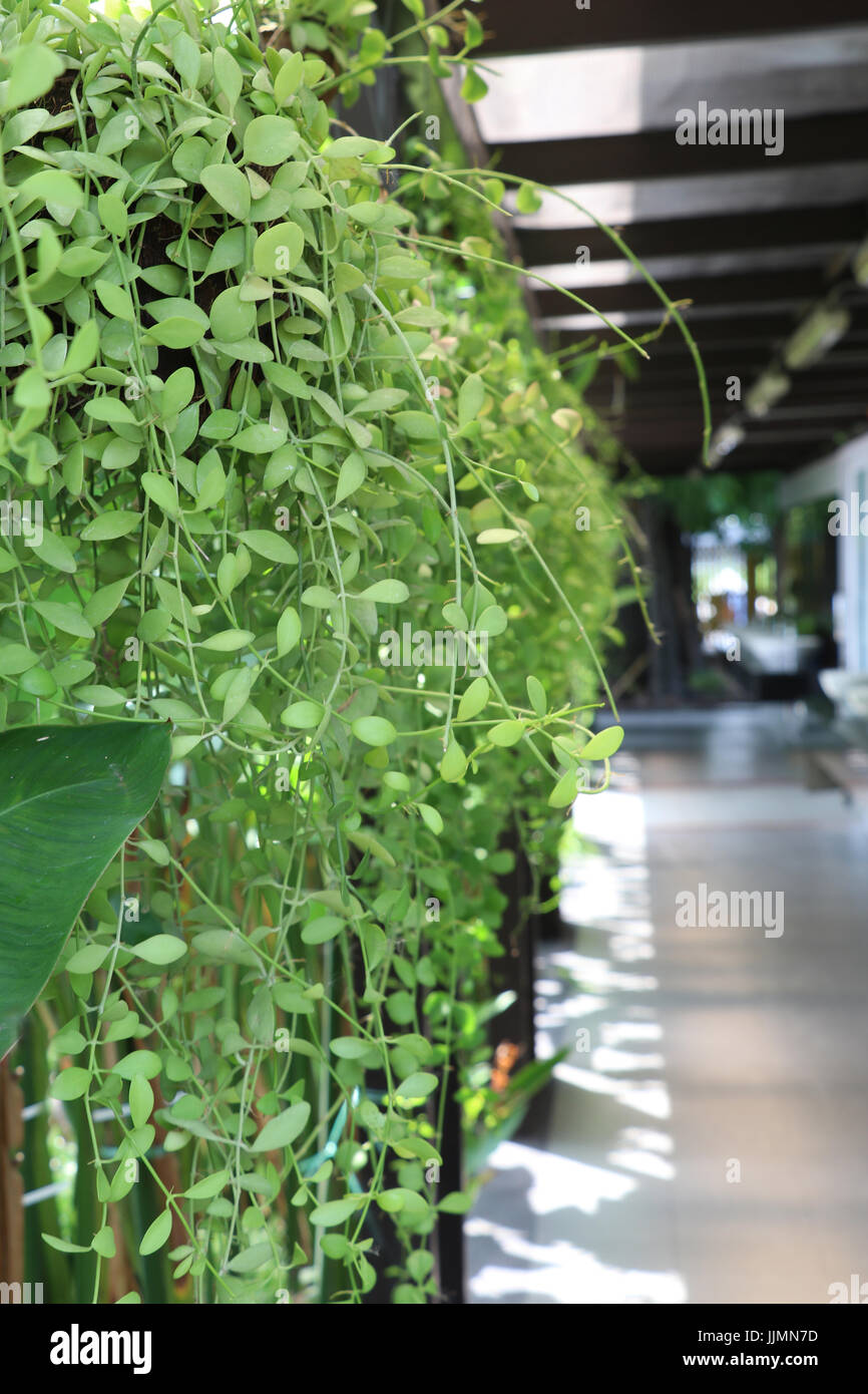climbing green plant hanging in wooden pot beside the corridor Stock