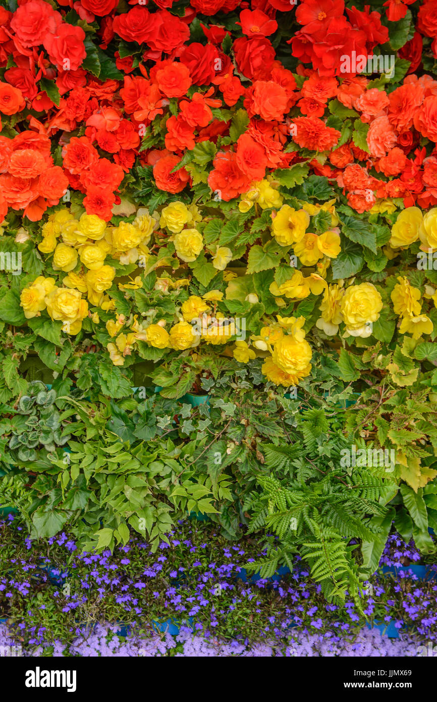 Rainbow Flag made from Flowers. Begonia, Lobelia, ferns, and ageratum Stock Photo