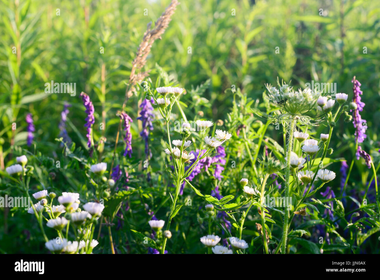 wildflowers in summer meadow closeup Stock Photo - Alamy