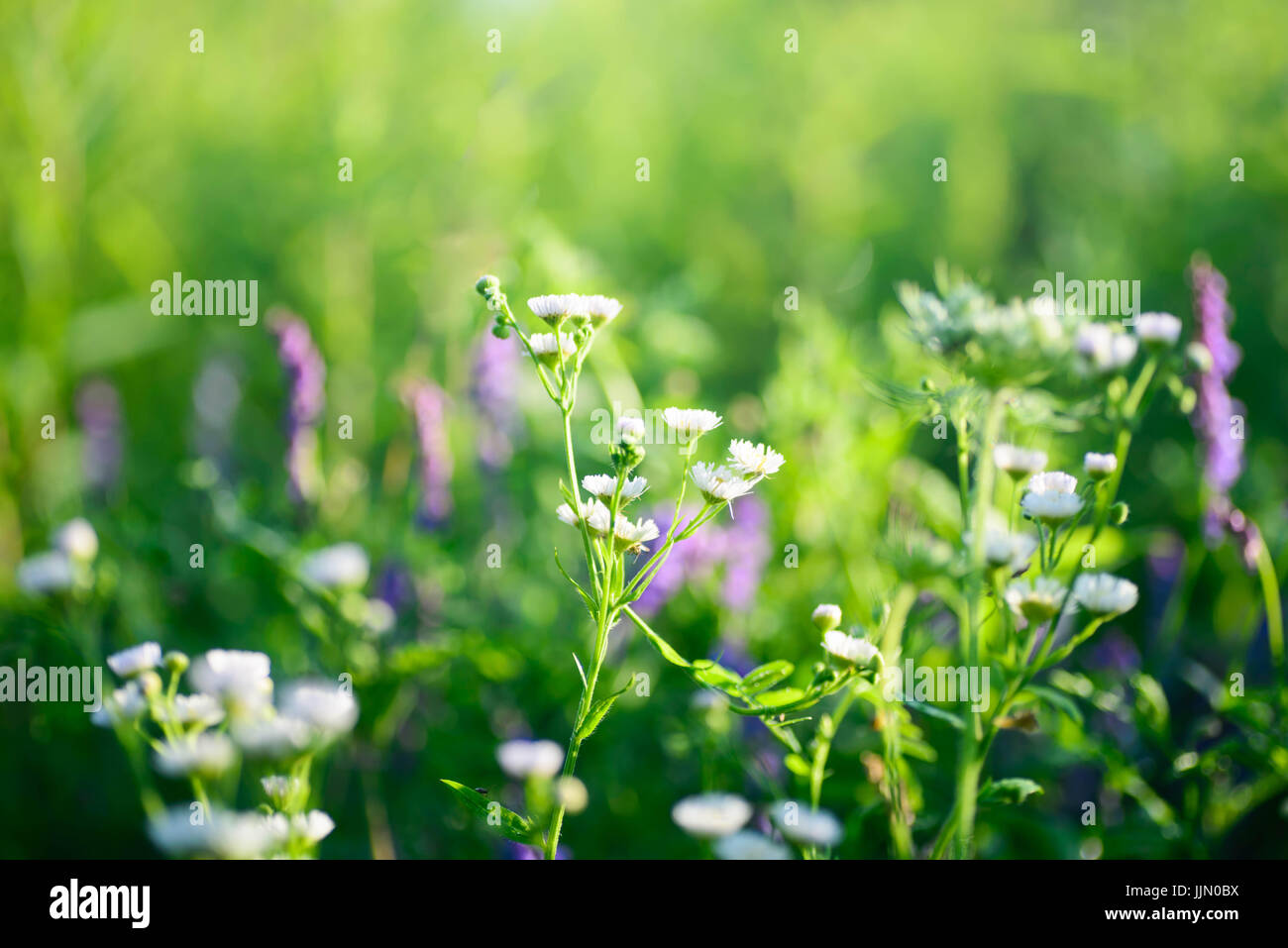 wildflowers in summer meadow closeup Stock Photo - Alamy