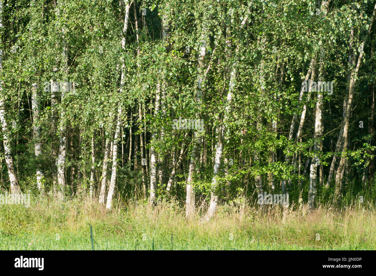 defocused summer birch forest landscape Stock Photo