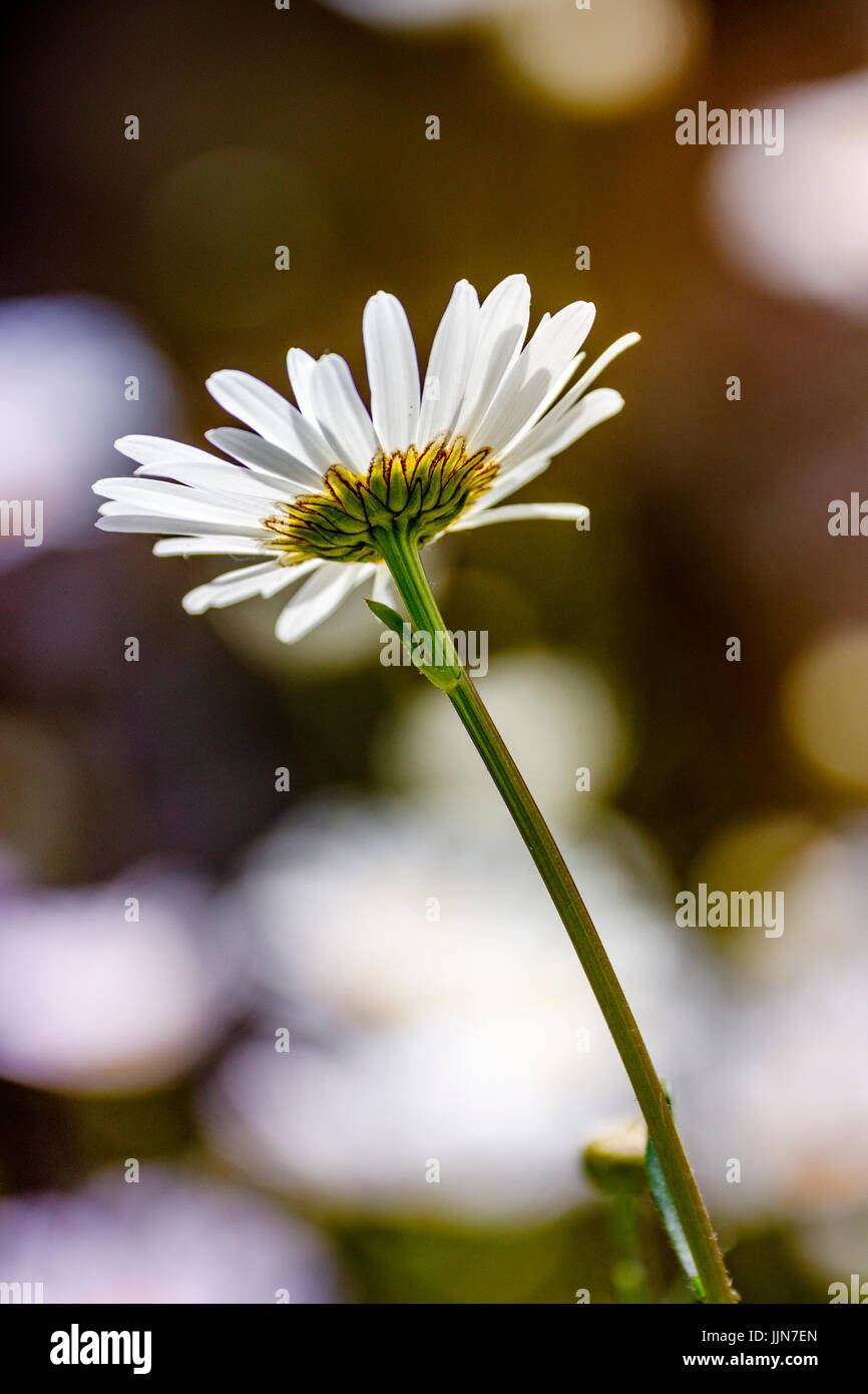 white daisy flower with bokeh Stock Photo - Alamy