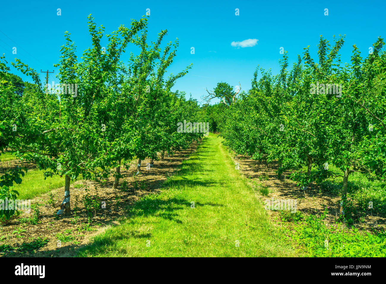 Rows of fruit trees in an orchard Stock Photo - Alamy