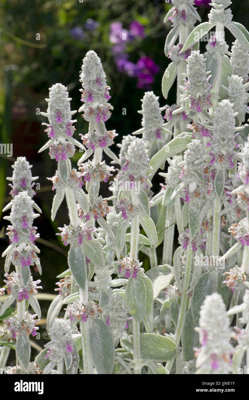 Lamb's-ear or wooly hedgenettle, Stachys byzantina, a highly insect attracting ornamental garden plant in flower, Berkshire, July Stock Photo