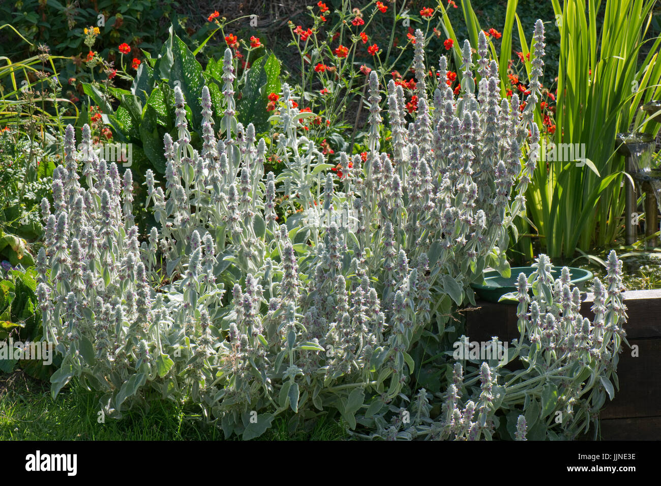 Lamb's-ear or wooly hedgenettle, Stachys byzantina, a highly insect attracting ornamental garden plant in flower, Berkshire, July Stock Photo