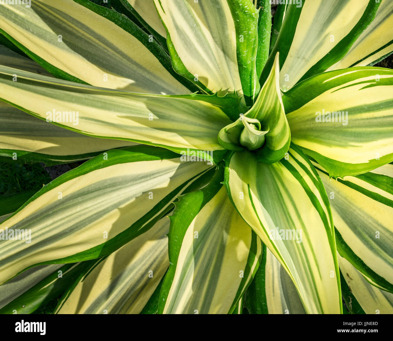Pandanus Plant Stock Photo Alamy