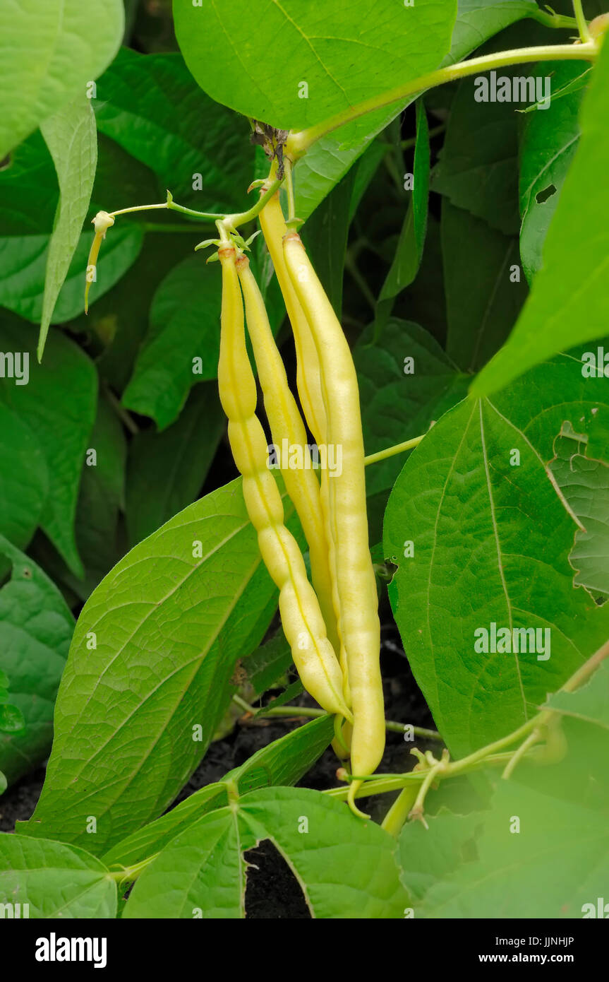 Bush Beans / (Phaseolus vulgaris nanus) | Buschbohnen / (Phaseolus vulgaris var.nanus) / Busch-Bohne, Bohnen, Bohne Stock Photo