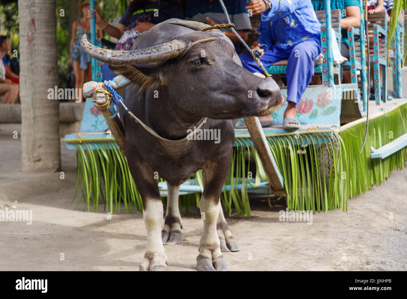 July 15,2017 ride on carabao wagons at villa escudero , Laguna ...