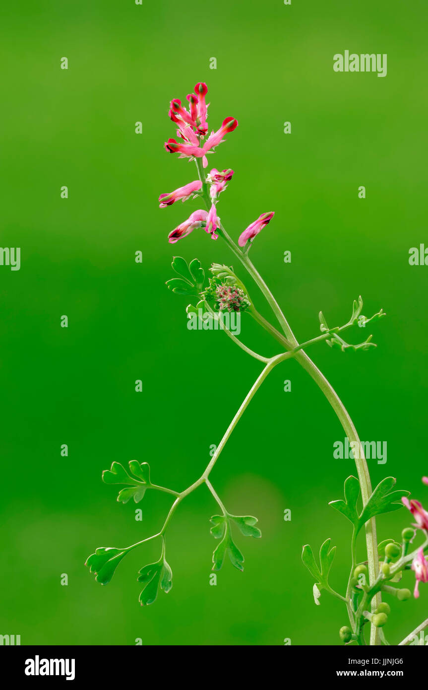 Common Fumitory, North Rhine-Westphalia, Germany / (Fumaria officinalis) / Earth Smoke | Gemeiner Erdrauch, Nordrhein-Westfalen, Deutschland Stock Photo