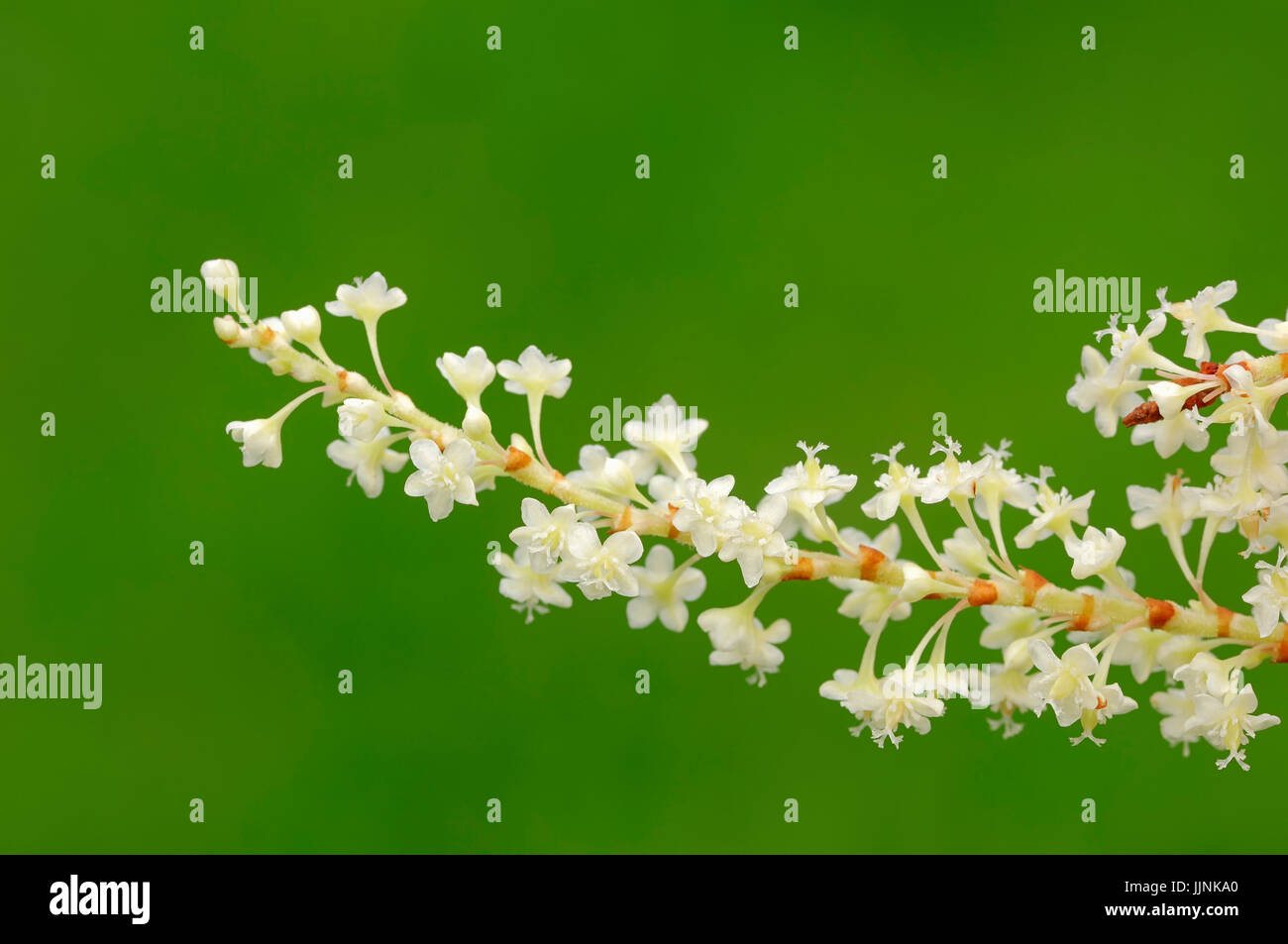 Japanese knotweed fallopia japonica hi-res stock photography and images ...