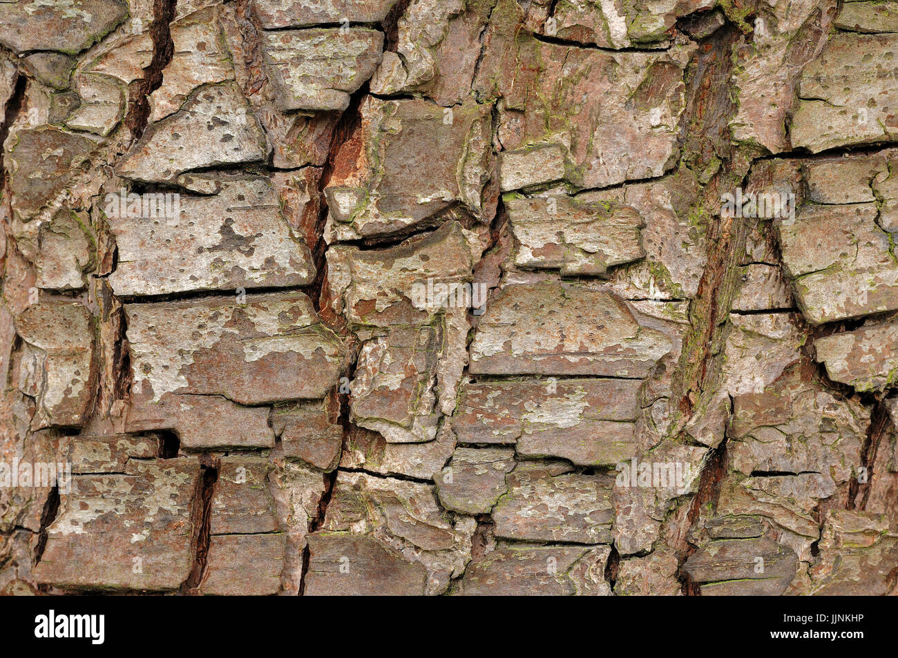 Pear Tree bark / (Pyrus communis) | Birnenbaum, Rinde / (Pyrus communis ...