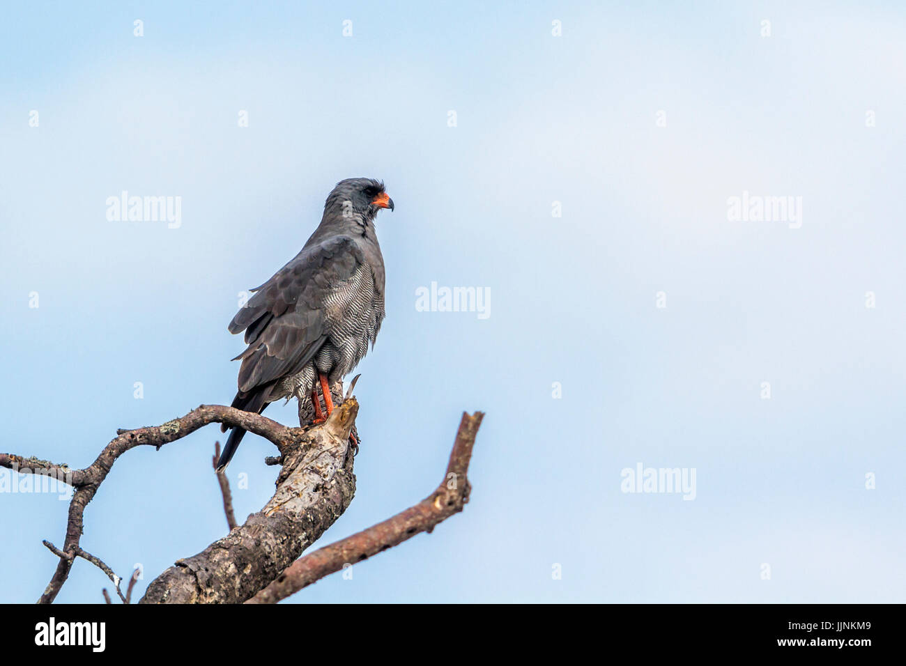 Dark chanting-goshawk in Kruger national park, South Africa ; Specie Melierax metabates family of Accipitridae Stock Photo