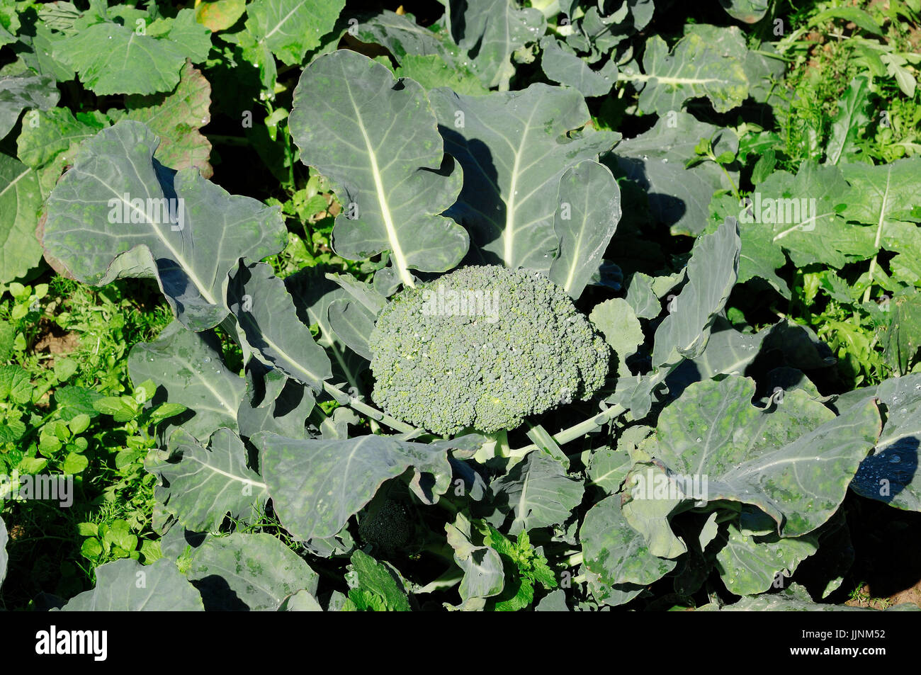 Broccoli / (Brassica oleracea var. italica) Brokkoli / (Brassica