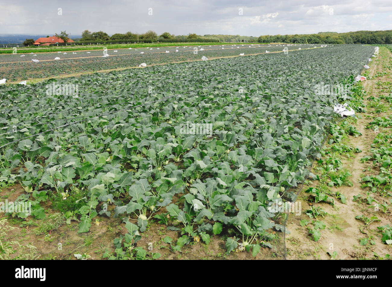 Turnip Cabbage Field, North RhineWestphalia, Germany / (Brassica