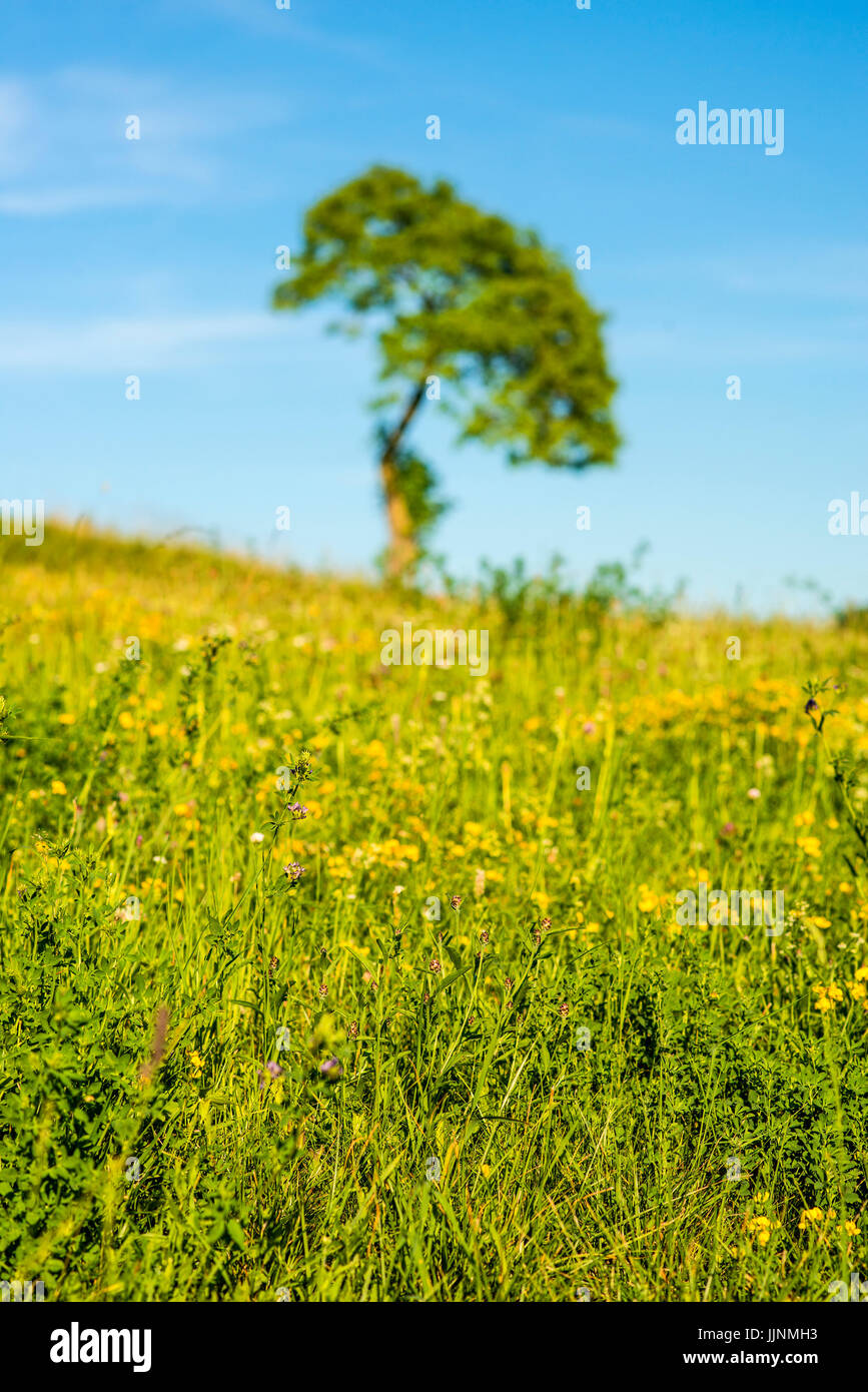 tree on a green meadow with a blue sky Stock Photo - Alamy