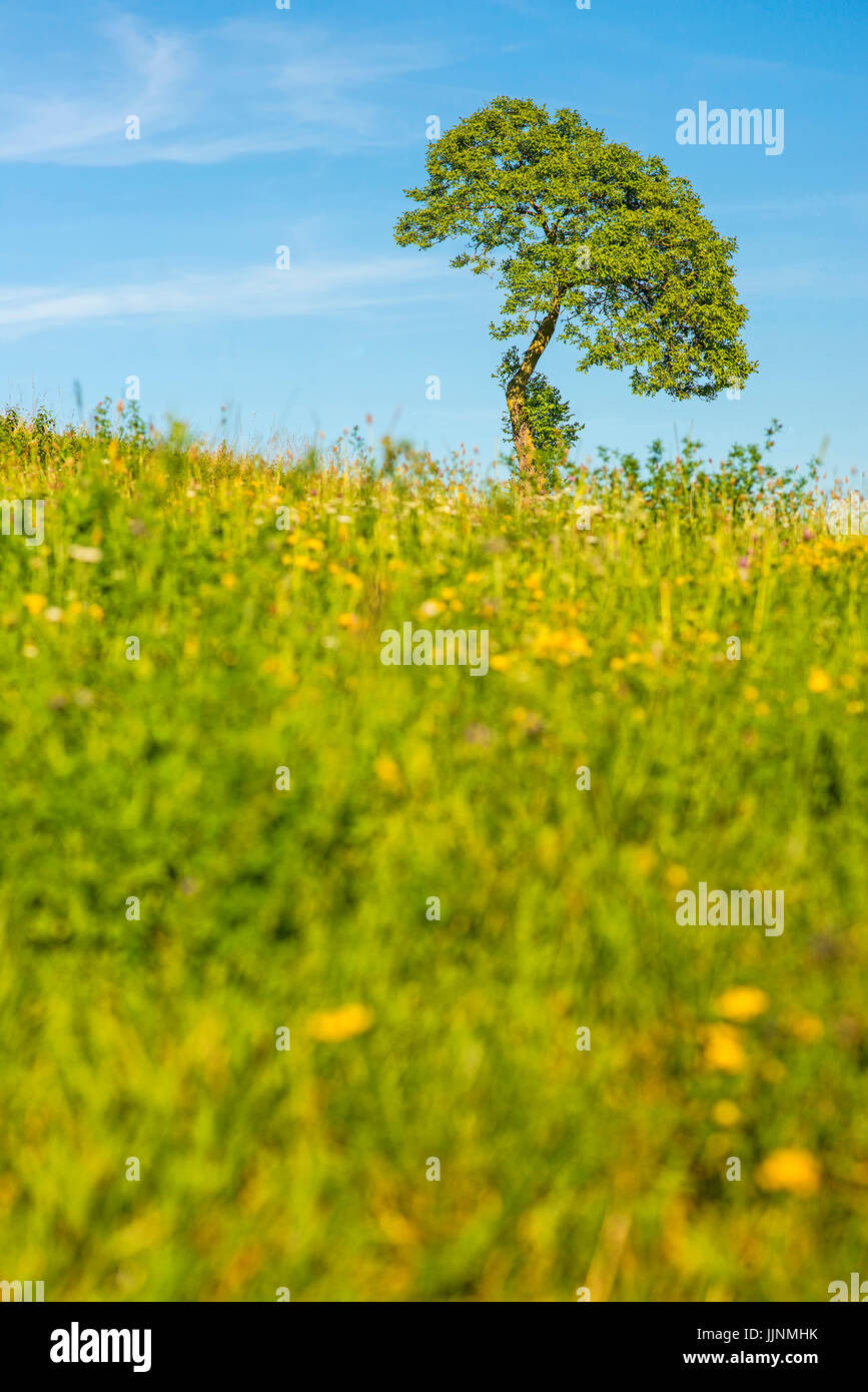 tree on a green meadow with a blue sky Stock Photo - Alamy