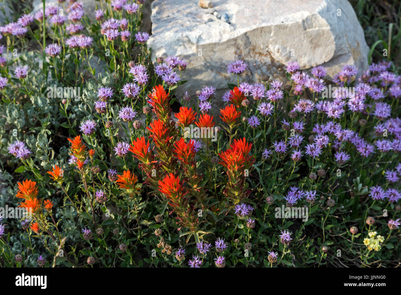 This is a view of a bright red Paintbrush wildflower (Castilleja chromosa) surrounded by Clover-headed mint (Monardella odoratissima). Stock Photo
