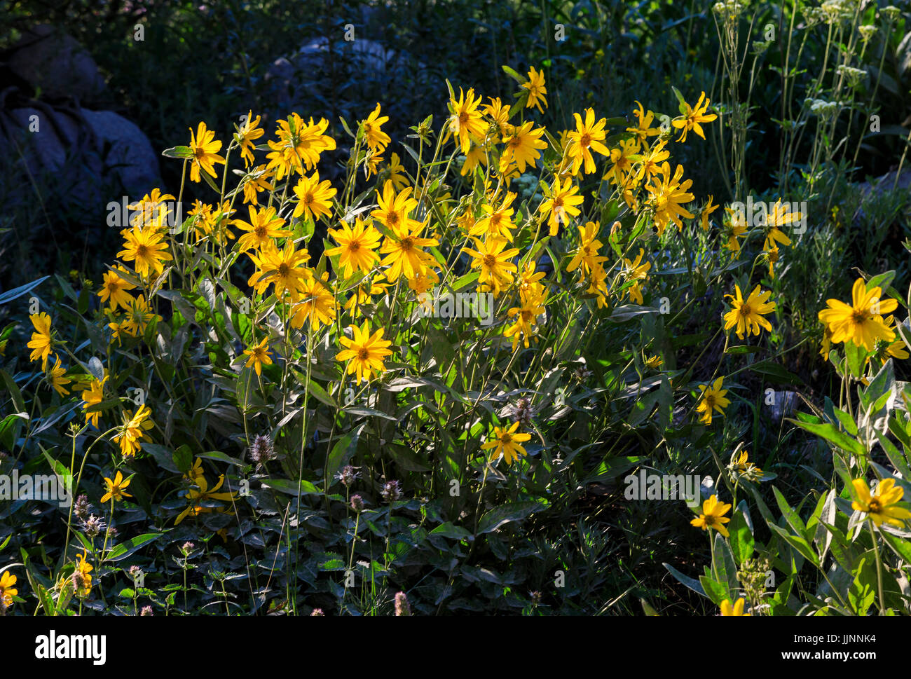 This is perfect example of a wildflower known as 'Little Sunflower' (Helianthella uniflora). in Albion Basin, Alta, Utah, USA. Stock Photo