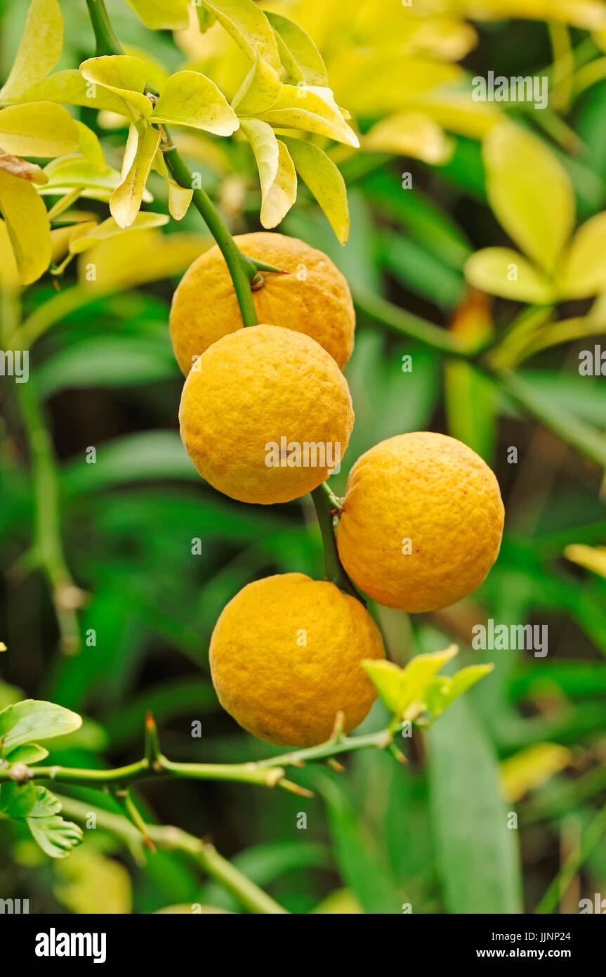 Trifoliate Orange, fruits / (Poncirus trifoliata) / Bitter Orange Stock Photo