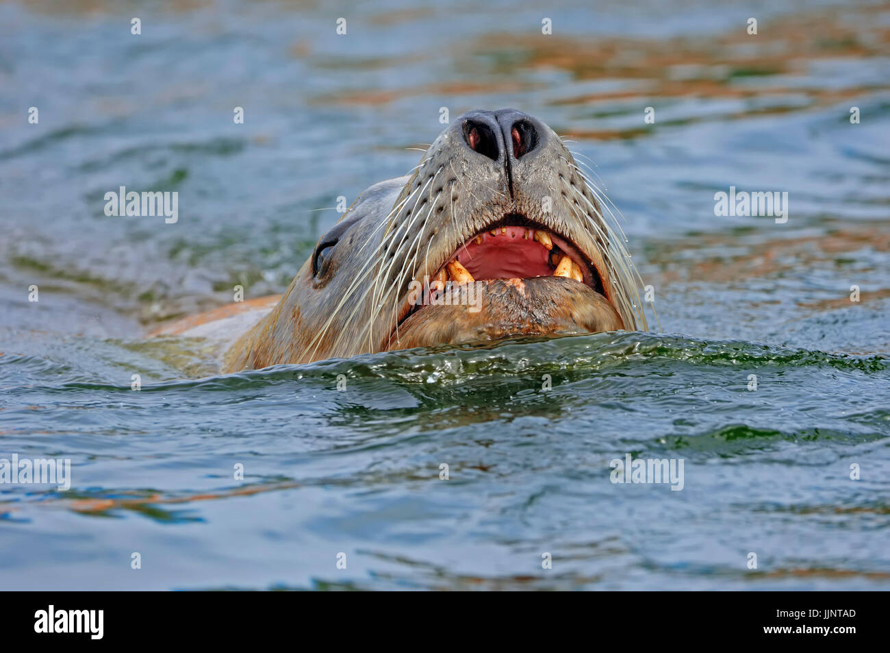 Steller's Sea Lion, male / (Eumetopias jubatus) | Stellerscher Seeloewe, maennlich Stock Photo