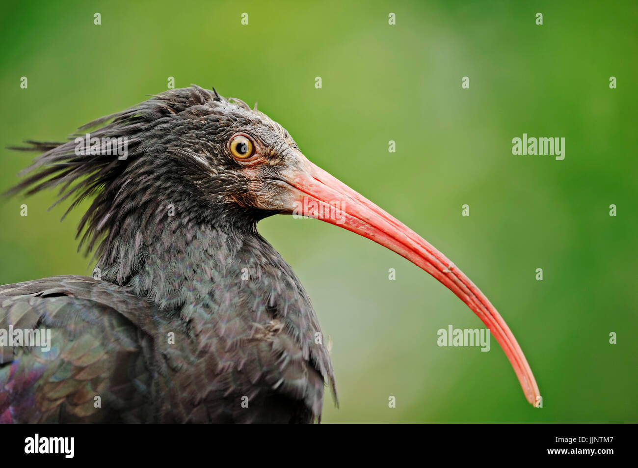 Hermit Ibis / (Geronticus eremita) | Waldrapp / (Geronticus eremita) Stock Photo