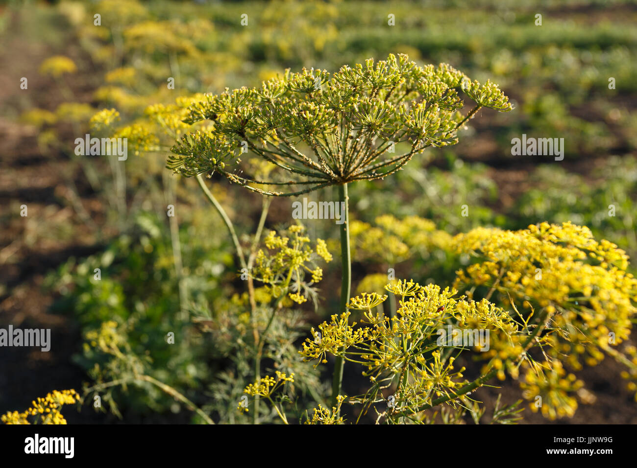 Inflorescence dill hires stock photography and images Alamy