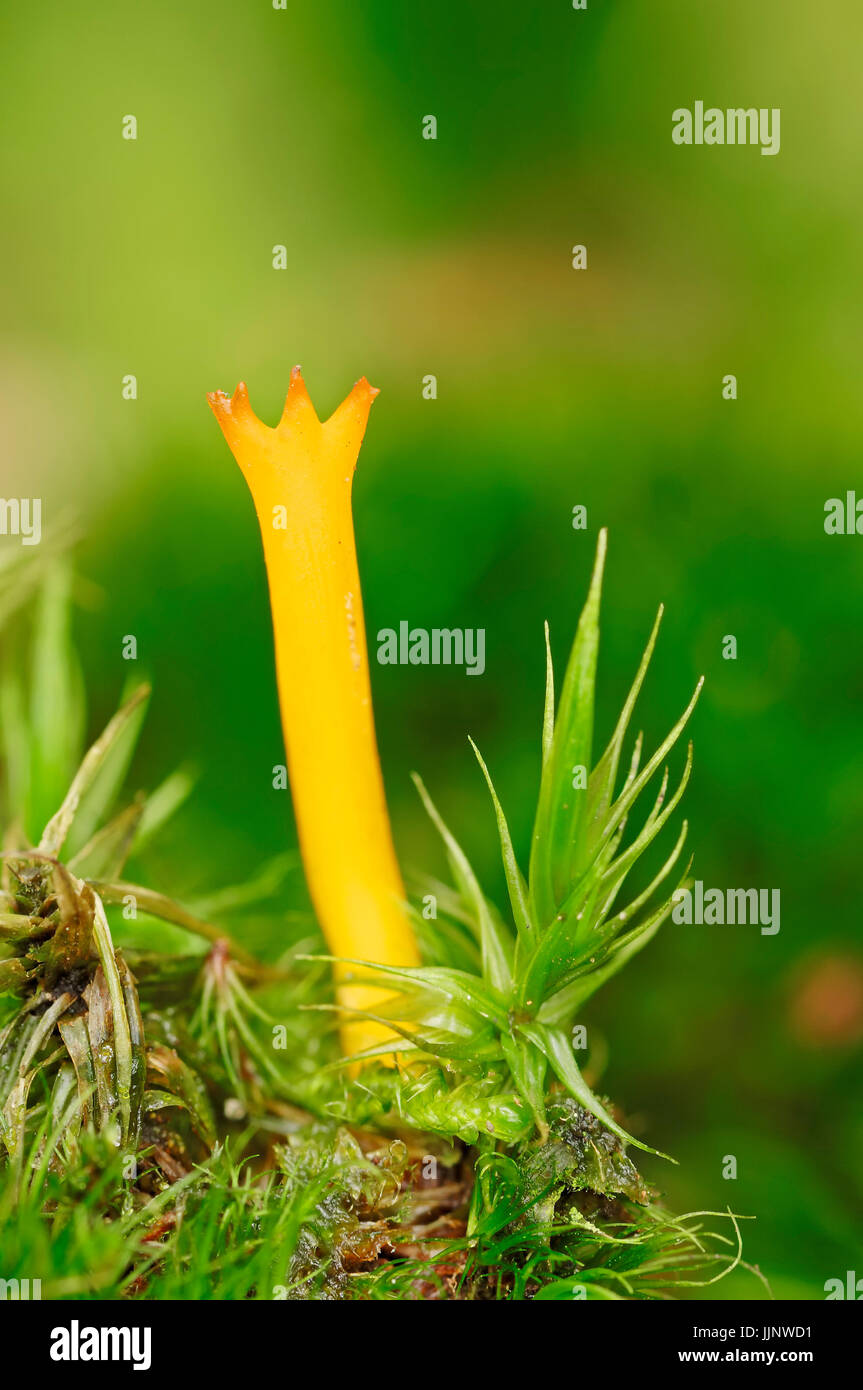 Yellow Stag'shorn Fungus, Netherlands / (Calocera viscosa) / Yellow