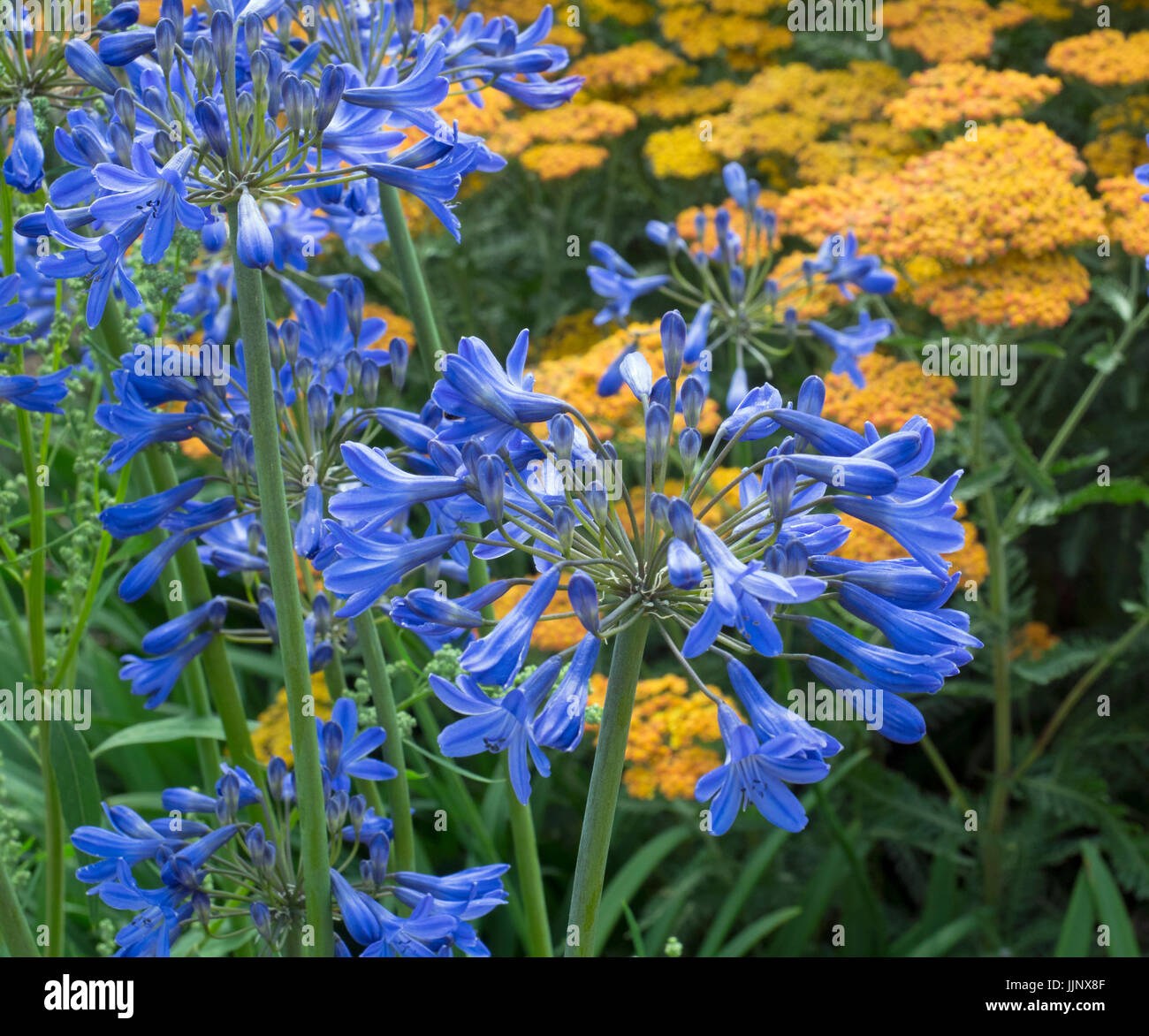 Achillea ' Terra cotta’ in flower with Agapanthus Colbolt blue Stock Photo