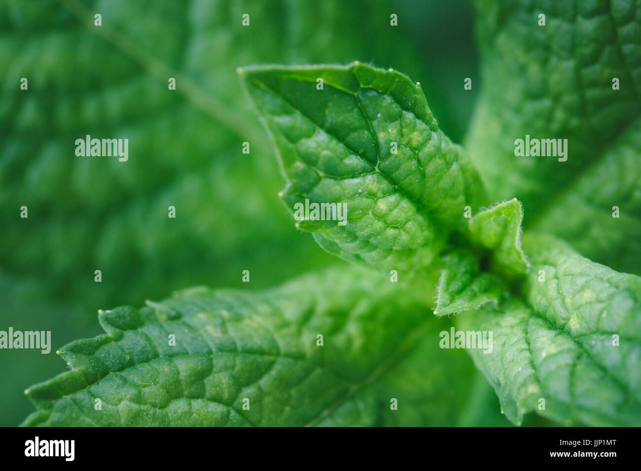 Mintleaf hires stock photography and images Alamy