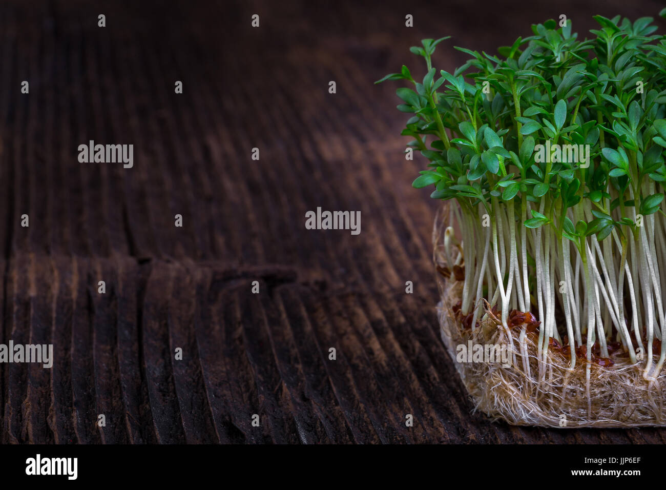 Fresh cress sprouting ready for salad. Healthy vegetarian food.Fresh herbs. Stock Photo