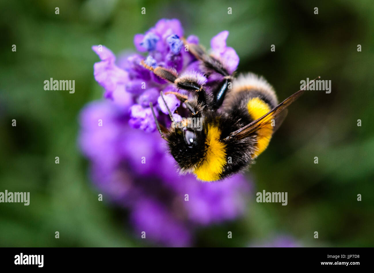 Bumble Bee on Lavender Stock Photo