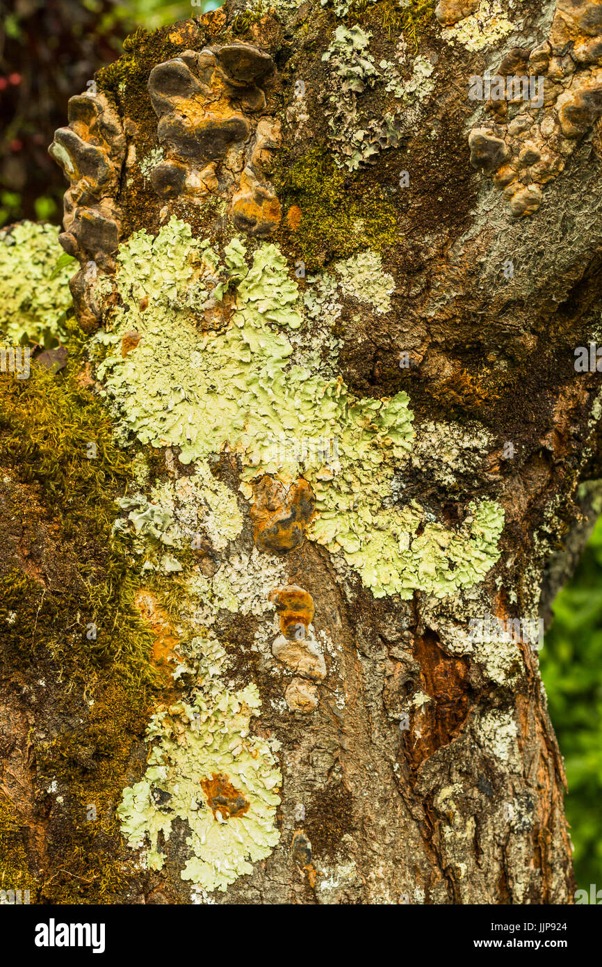 Gnarled old tree trunk with lichen at this village near Duras; Sauvetat-du-Dropt; Lot-et-Garonne; France Stock Photo