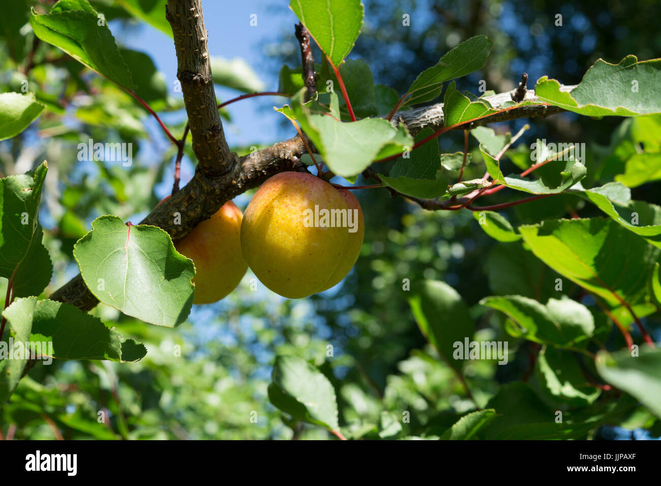 Apricots growing on tree in England Stock Photo Alamy