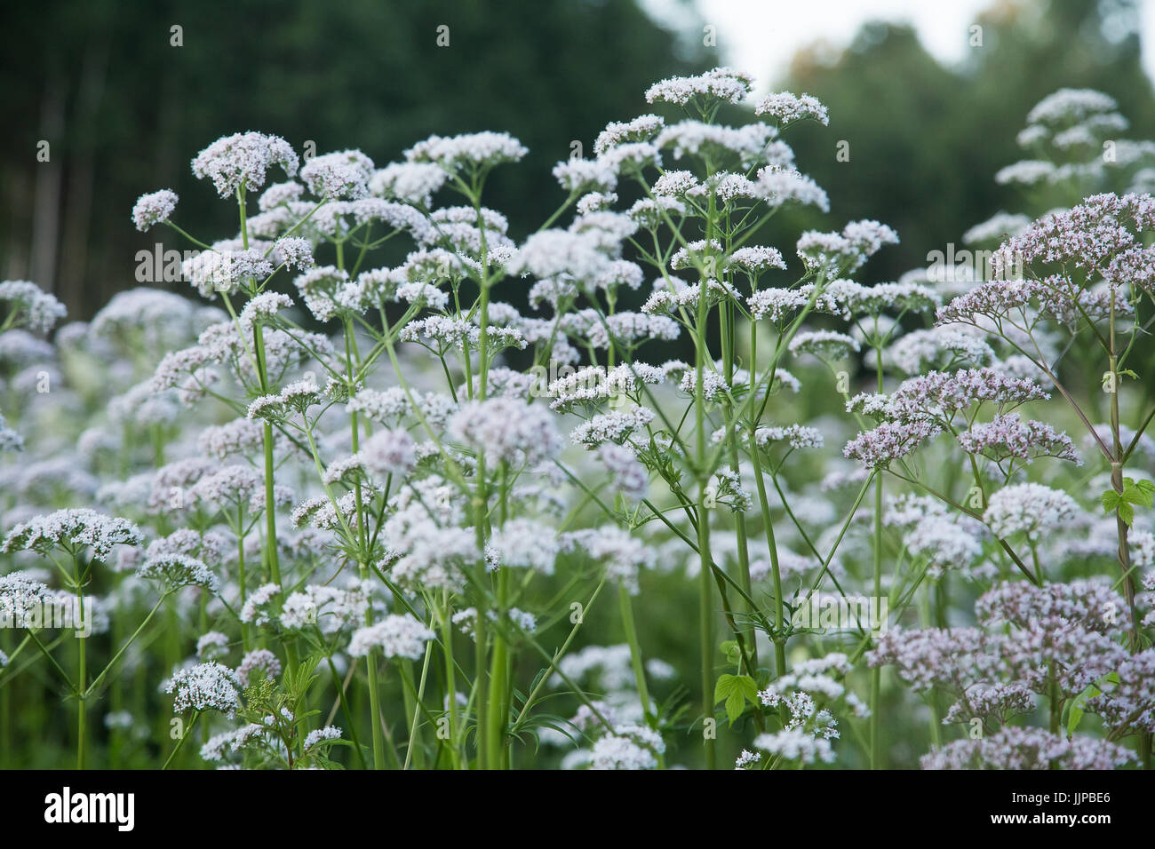 A beautiful valerian flowers blossoming in a summer meadow. A vibrant scenery Stock Photo Alamy