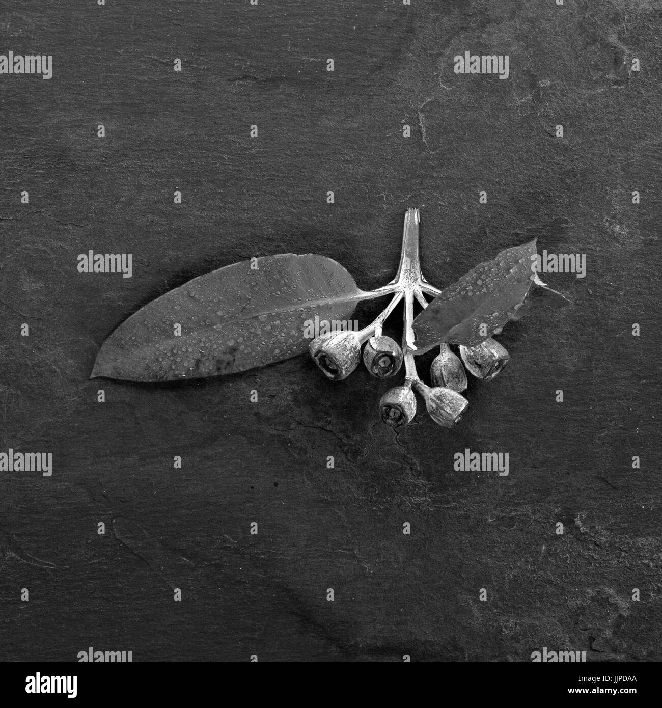 hibiscus Stock Photo