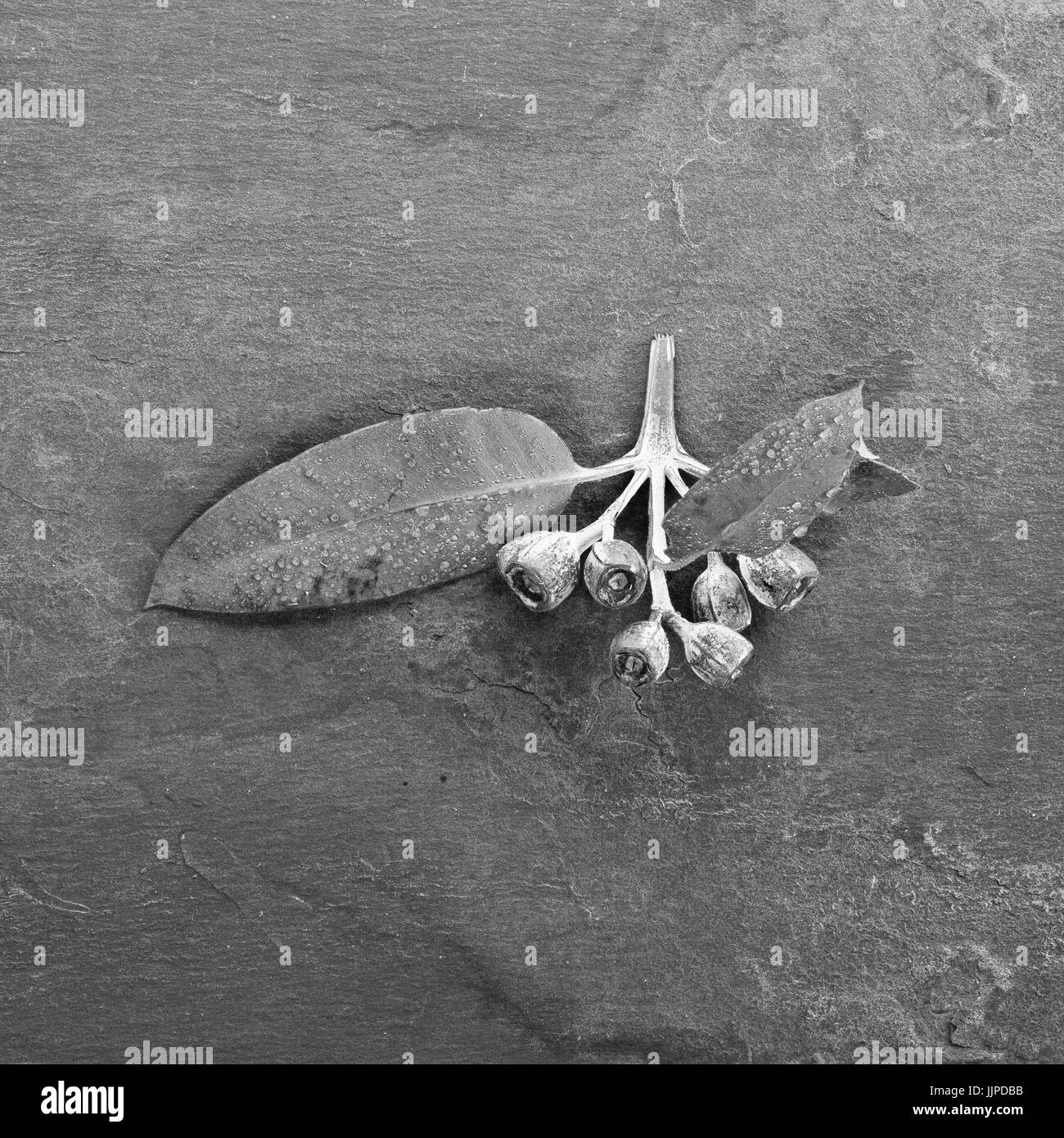 hibiscus Stock Photo