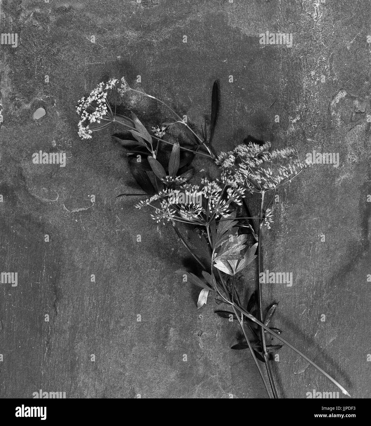 hibiscus Stock Photo