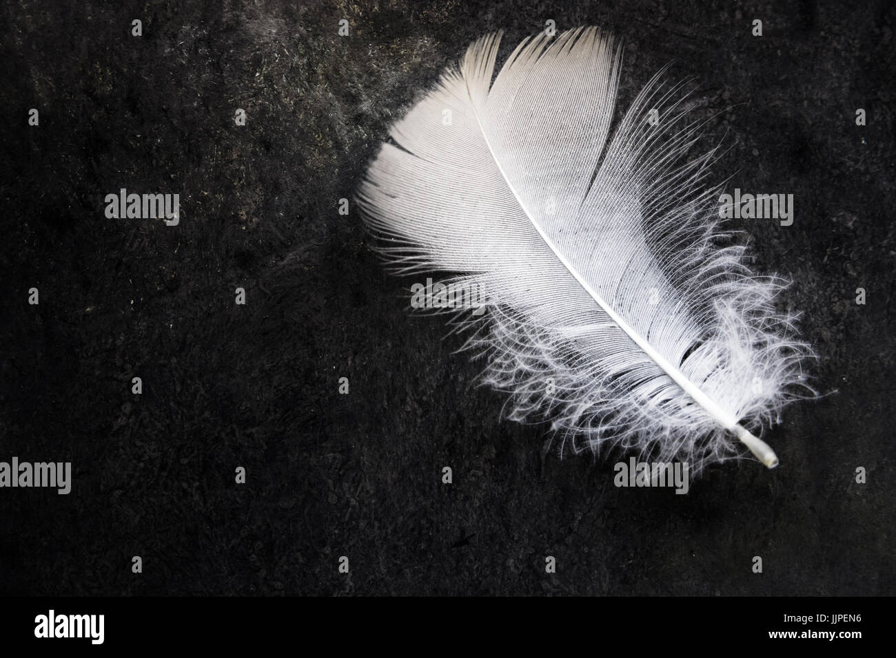 White clean delicate bird feather on black concrete stone background, contrast, purity, equilibrium, top view Stock Photo