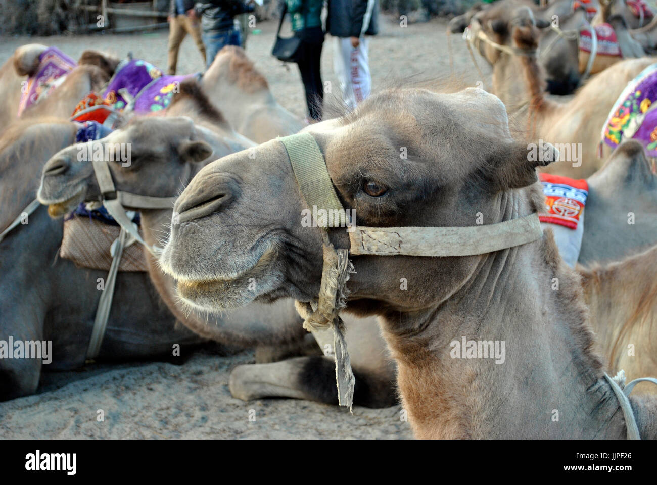 Bactrian camel, Ladakh, Jammu and Kashmir, India Stock Photo - Alamy