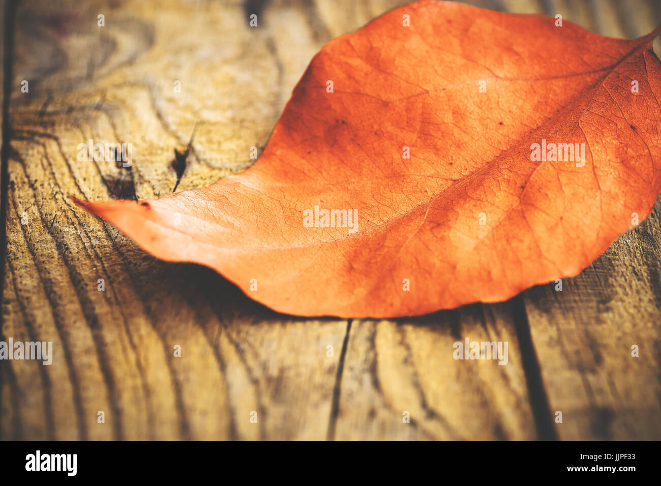 Big dry fallen leaf on weathered plank wood background, vibrant orange color, rustic vintage style, copyspace, tranquility, school time, autumn mood Stock Photo